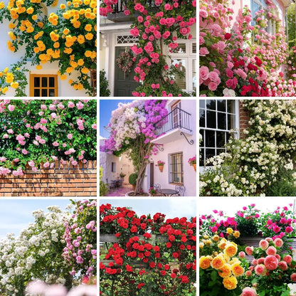 Plant Love Kit: Climbing Rose Seeds