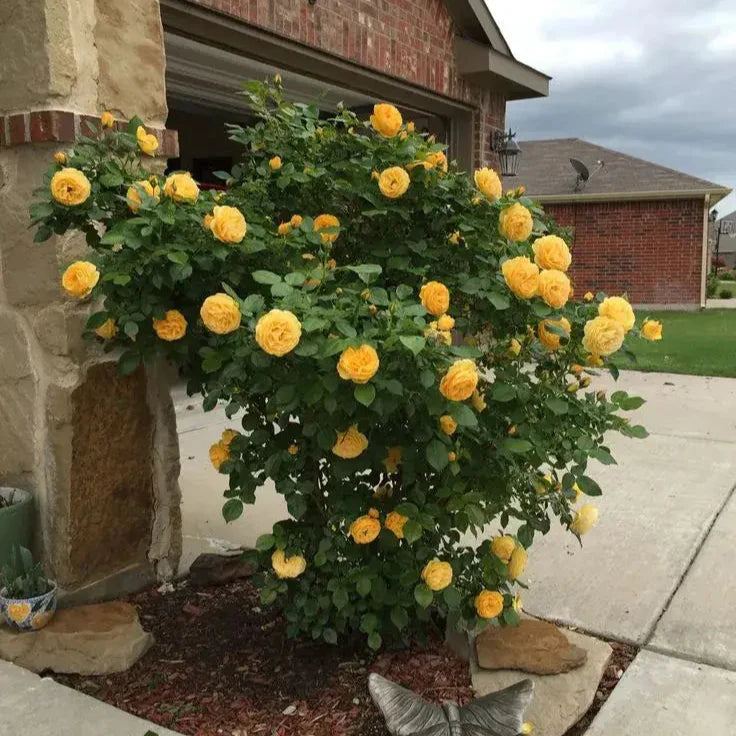 Plant Love Kit: Climbing Rose Seeds