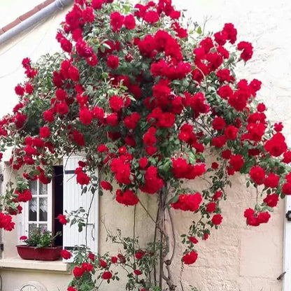 Plant Love Kit: Climbing Rose Seeds