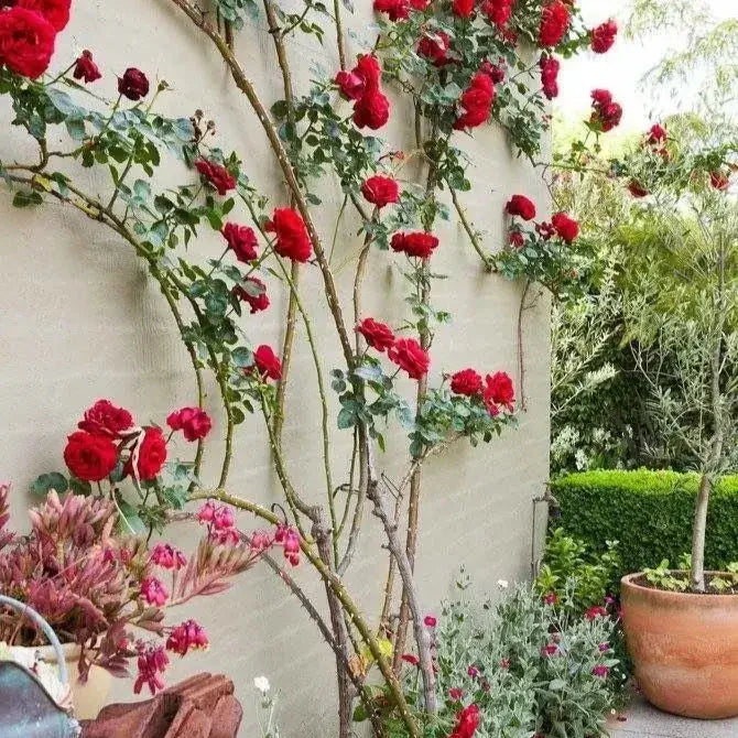 Plant Love Kit: Climbing Rose Seeds