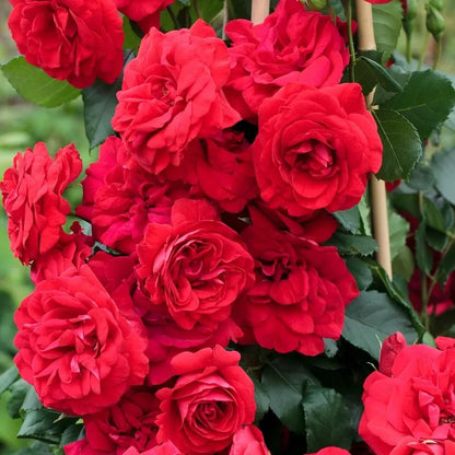 Plant Love Kit: Climbing Rose Seeds