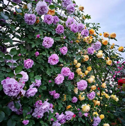 Plant Love Kit: Climbing Rose Seeds